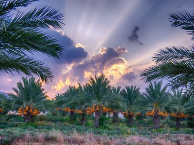 מטע התמרים